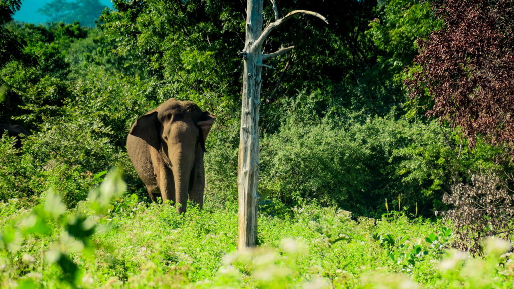 Udawalawe