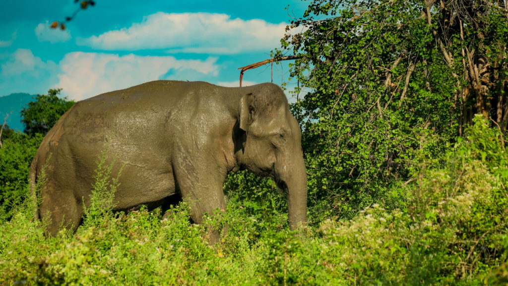 Udawalawe