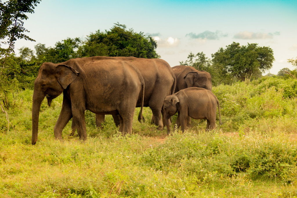 Udawalawe