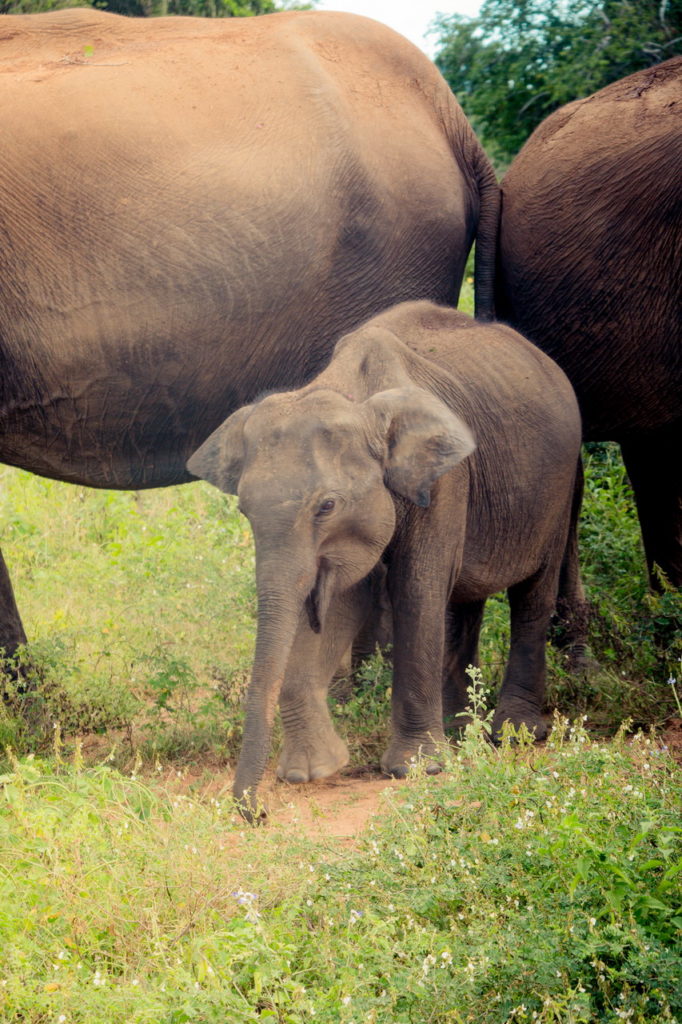 Udawalawe