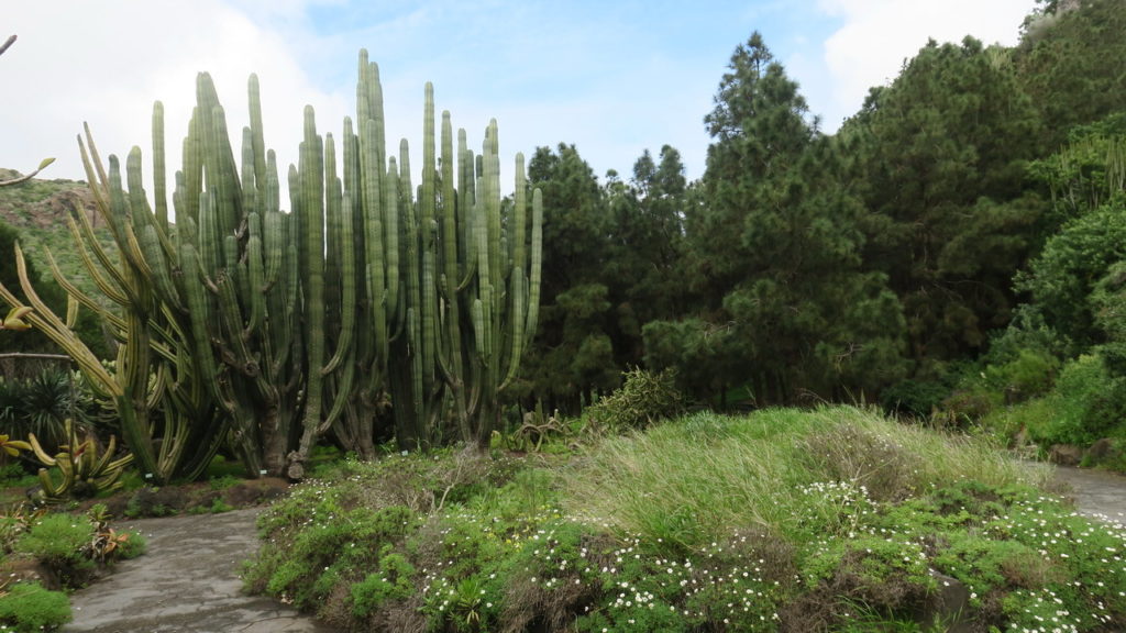 Botanikus kert Gran Canaria