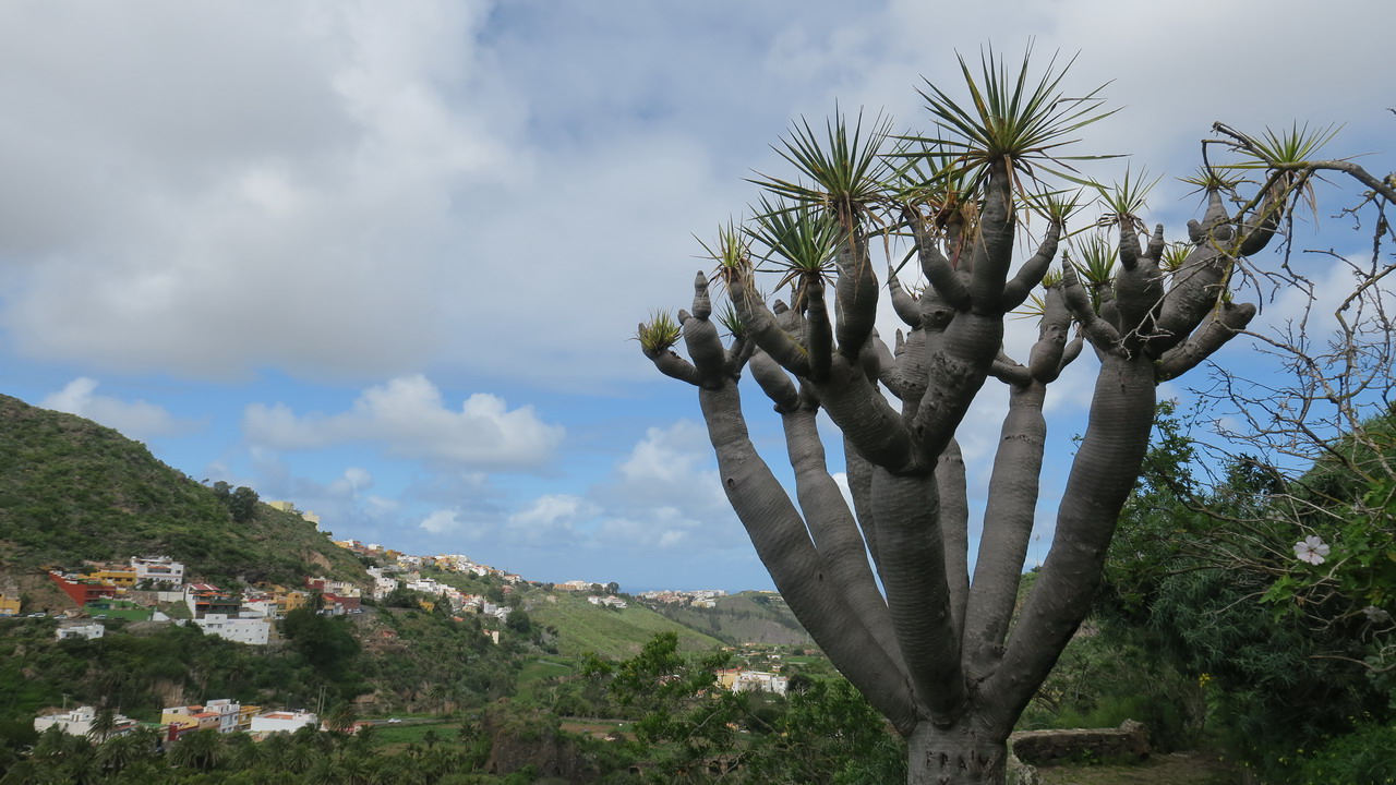 Botanikus kert Gran Canaria