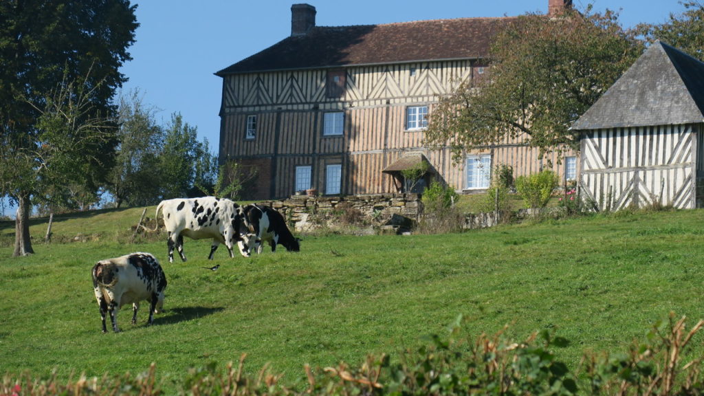 Camembert