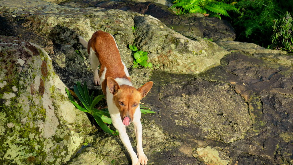 La Palma látnivalók