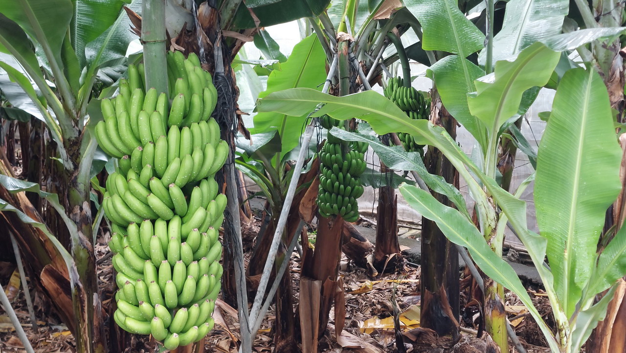 La Palma banán