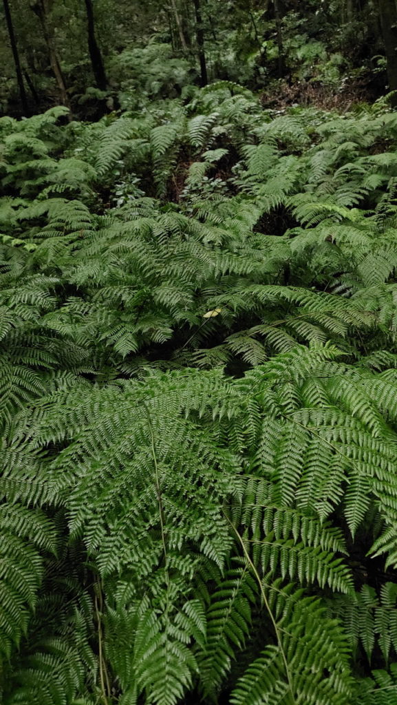 Mirador Espigón Atravesado