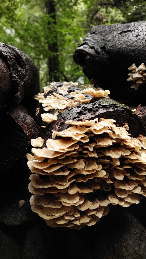 Mirador Espigón Atravesado