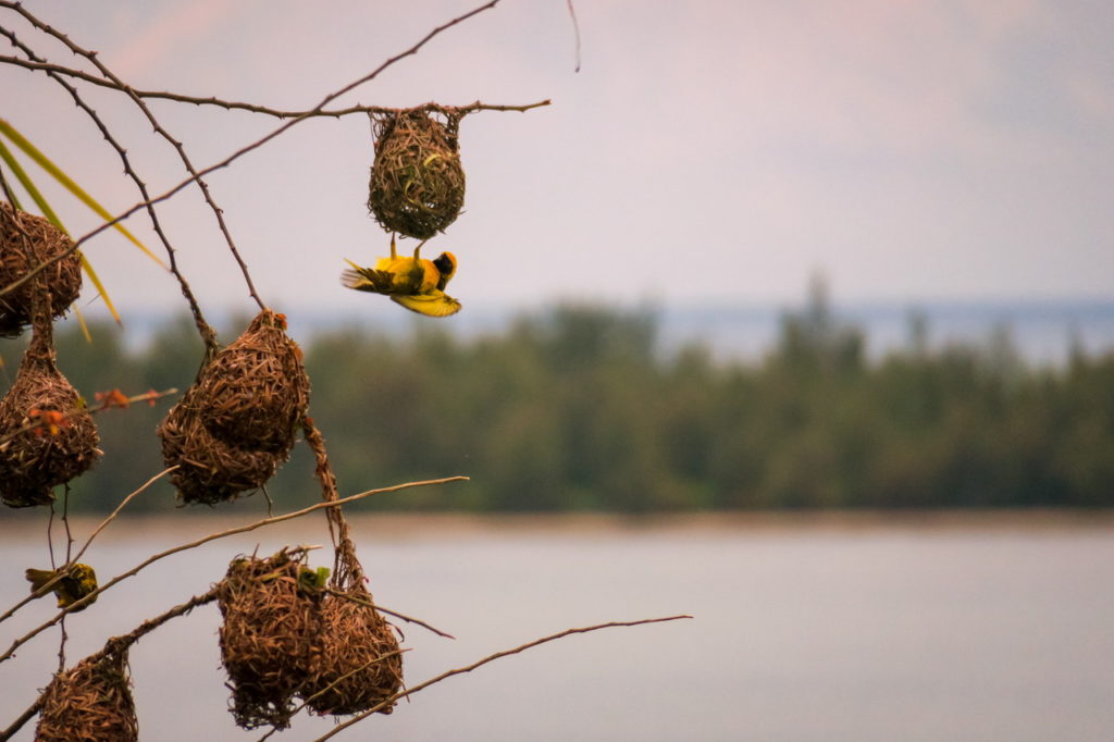 Szövőmadár, Mauritius