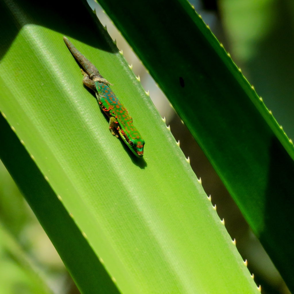 Chamarel, a Black River Gorges nemzeti park