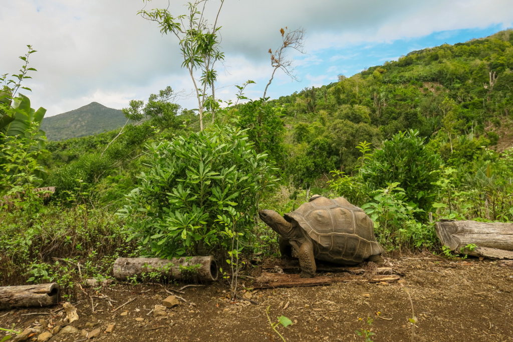 Óriásteknős Mauritius