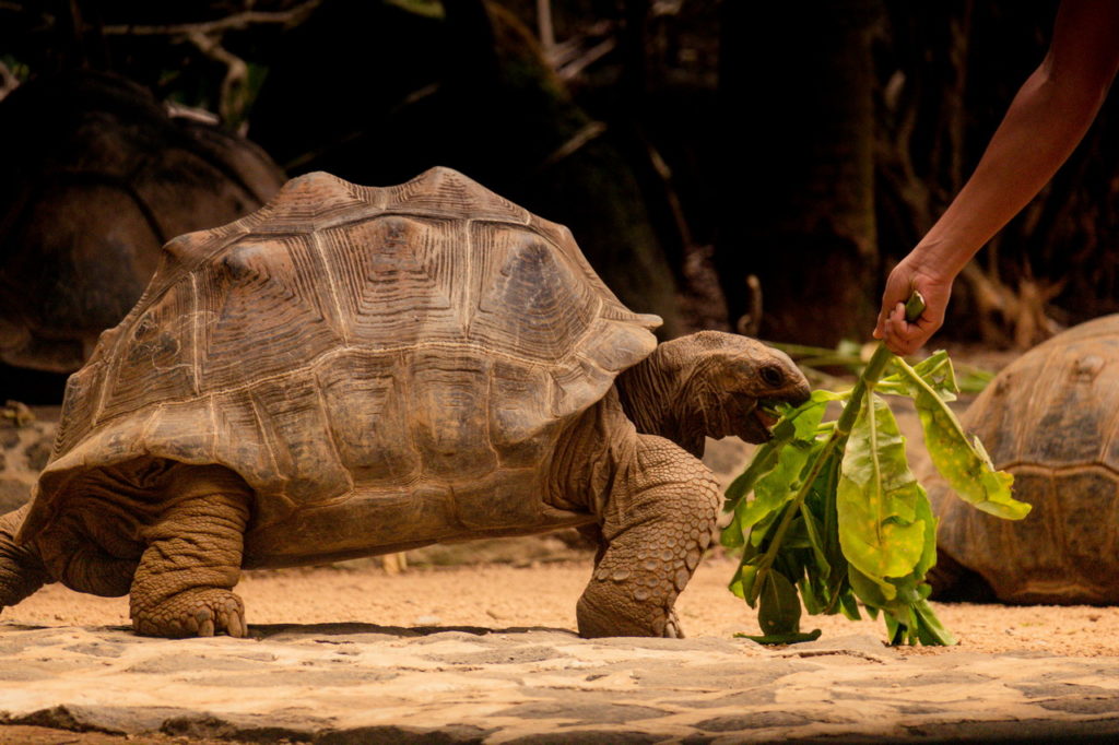 Mauritius látnivalók óriásteknős