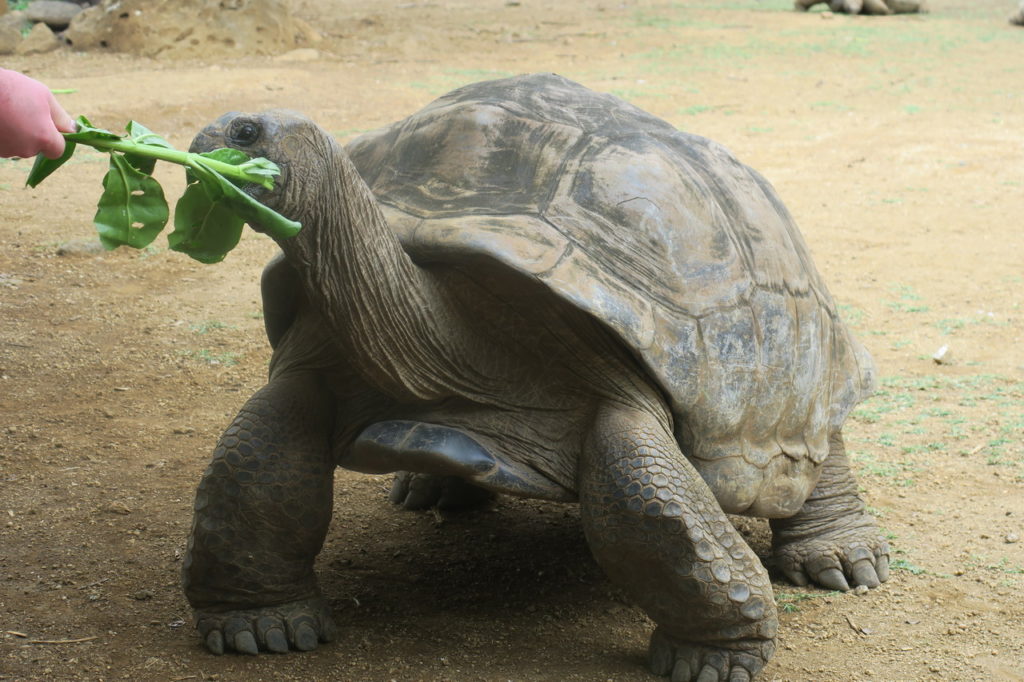 Mauritius látnivalók óriásteknős
