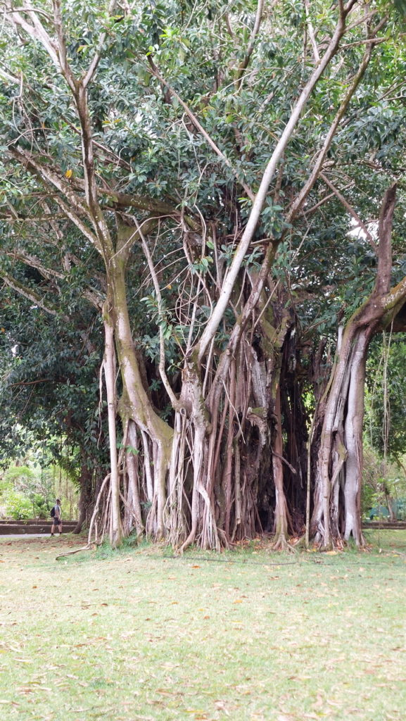 Sir Seewoosagur Ramgoolam botanikus kert