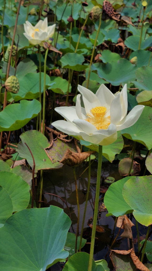 Sir Seewoosagur Ramgoolam botanikus kert