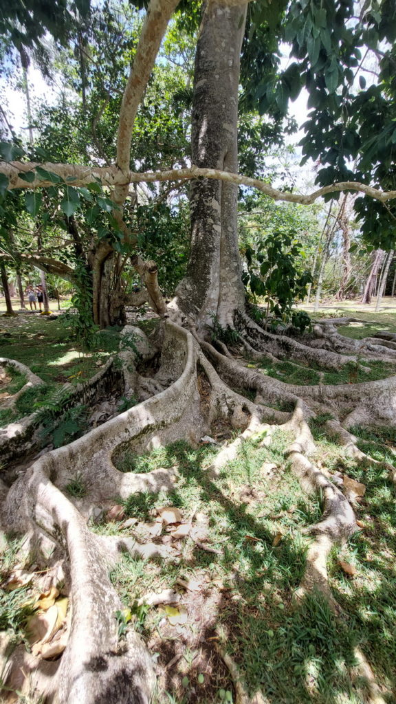 Sir Seewoosagur Ramgoolam botanikus kert