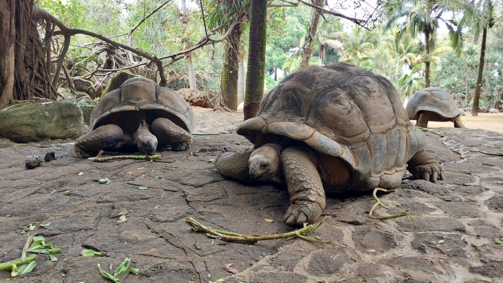Mauritius látnivalók óriásteknős
