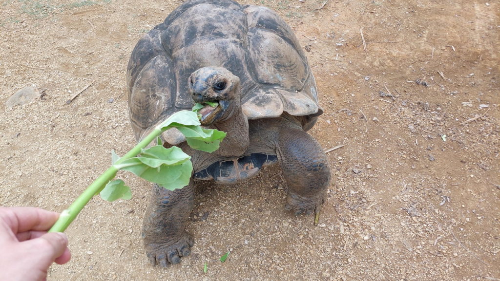Mauritius látnivalók óriásteknős