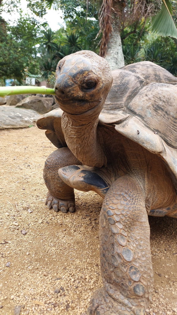 Mauritius látnivalók óriásteknős