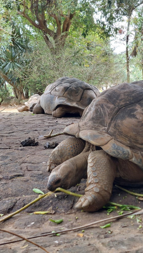 Mauritius látnivalók óriásteknős
