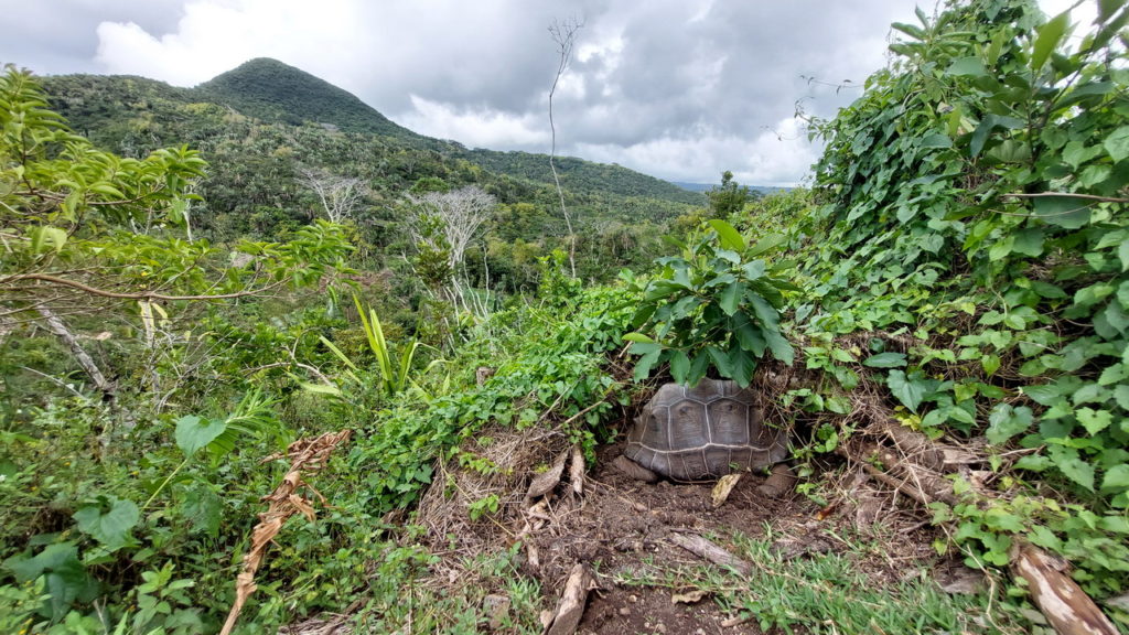 Kestrel trail, Mauritius