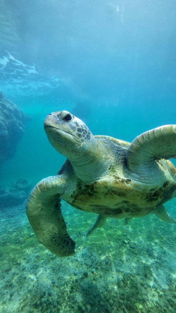 Reunion látnivalók