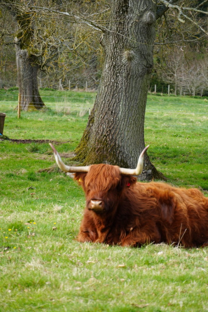 Skócia látnivalók coo