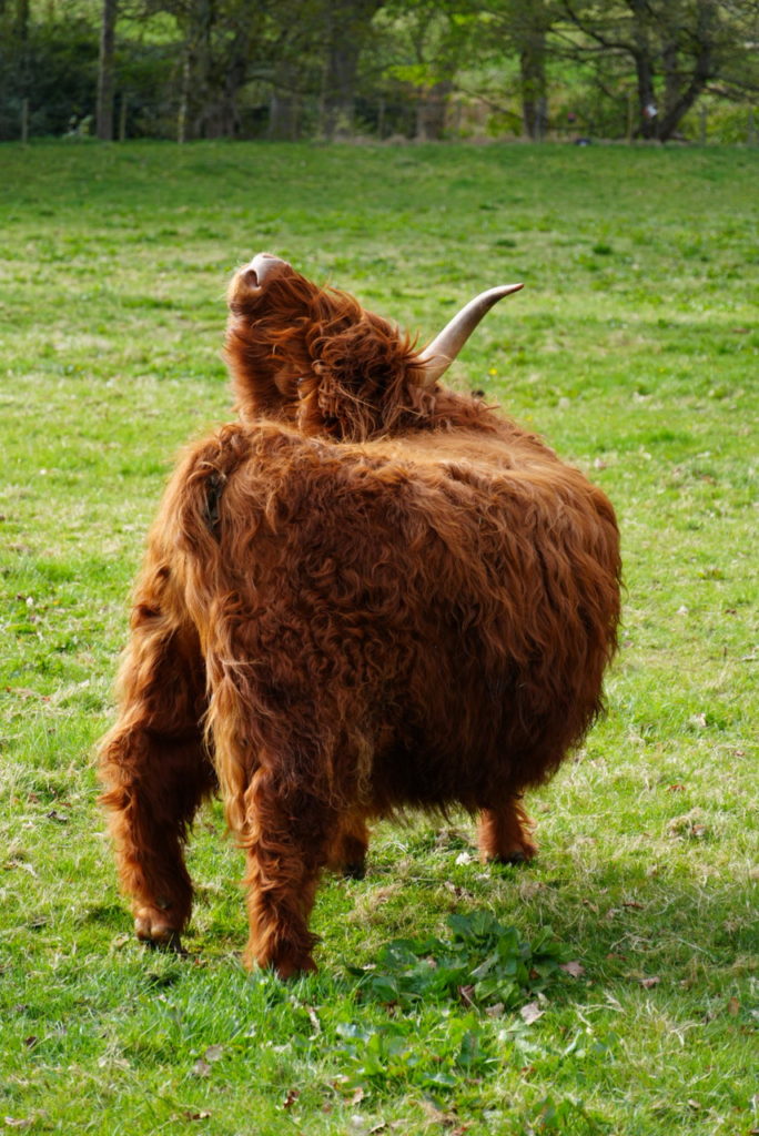 Skócia látnivalók coo