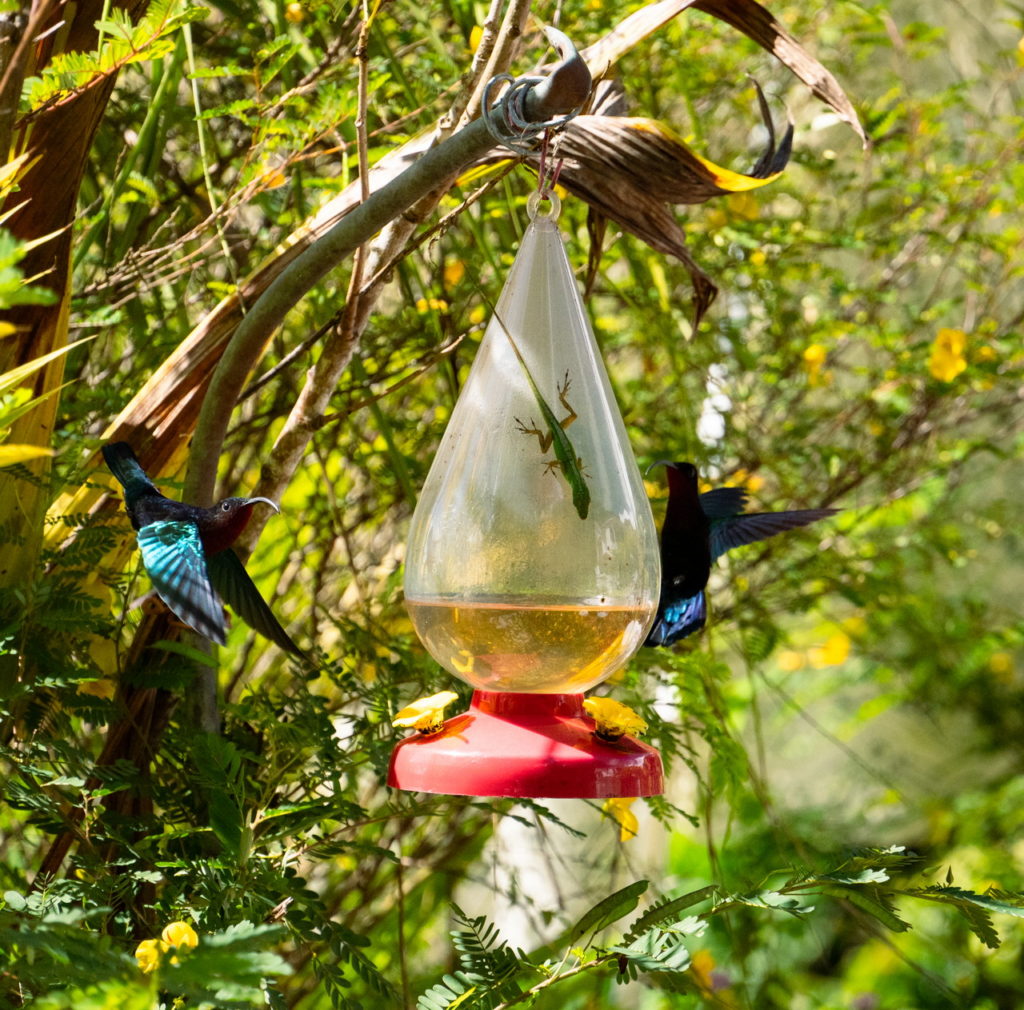 Maison Rimbaud - Domaine de la Trace (Martinique)