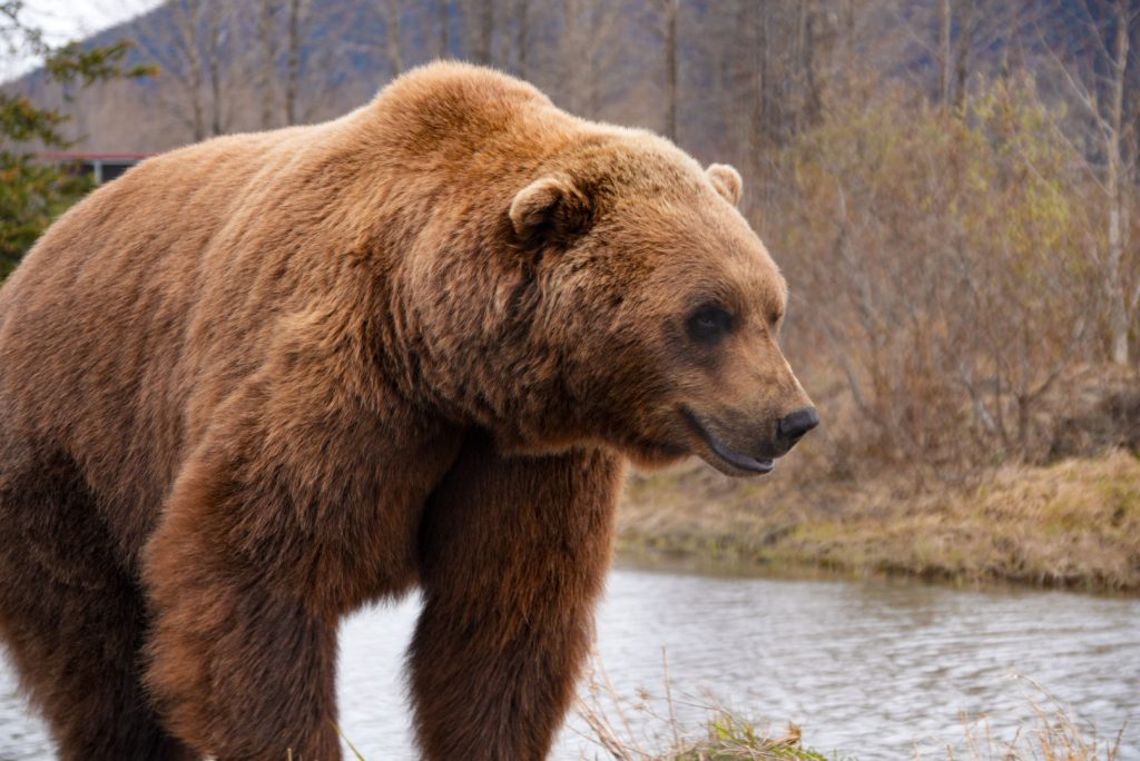 Grizzly medve, Alaszka